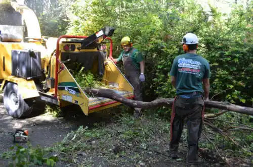 tree services Sylvester